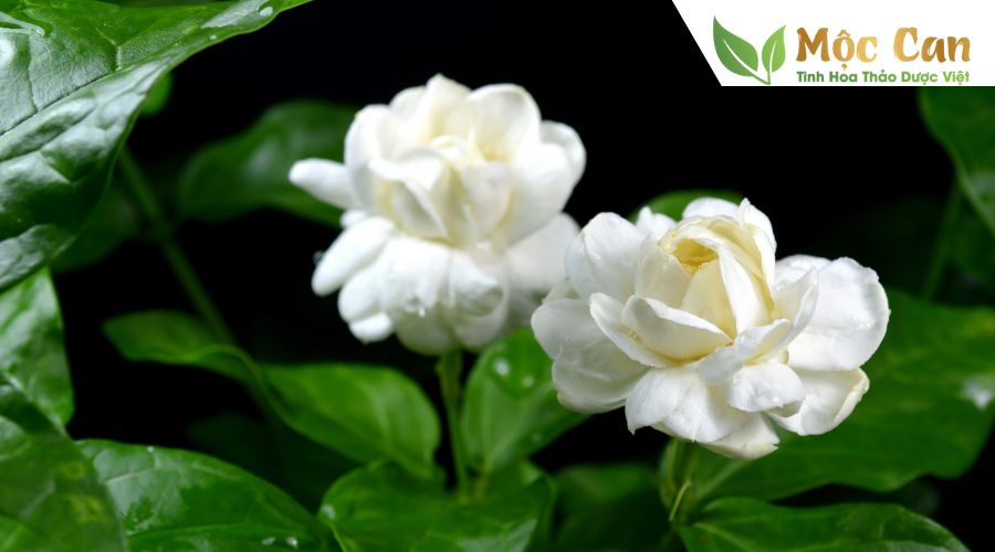Các loại thảo dược cực tốt nên trồng tại nhà 3 Các loại thảo dược cực tốt nên trồng tại nhà 3